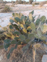 Opuntia