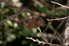 Ephyriades arcas