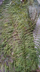 Pteris vittata