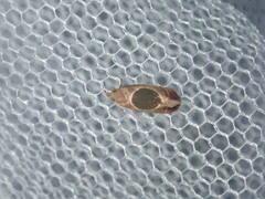 Hoplomorpha abalienella