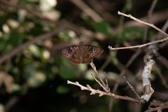 Ephyriades arcas