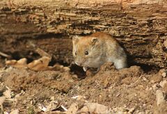 Clethrionomys glareolus