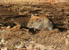 Clethrionomys glareolus