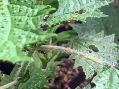 Urtica thunbergiana