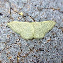 Idaea eretmopus