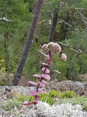 Hylotelephium telephium