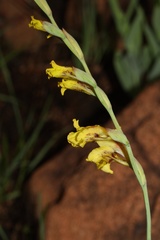Gladiolus pardalinus