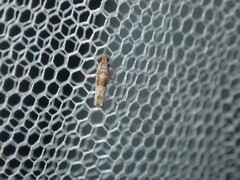 Spilonota constrictana