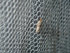 Spilonota constrictana