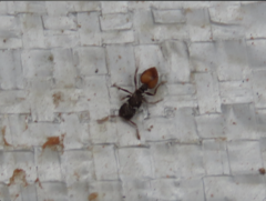 Meranoplus