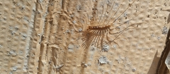 Scutigera