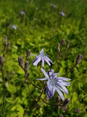 Cicerbita macrophylla