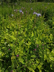 Cicerbita macrophylla