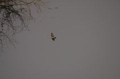 Aquila spilogaster