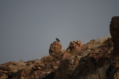 Aquila spilogaster