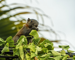 Callosciurus caniceps