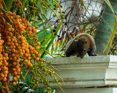 Callosciurus caniceps