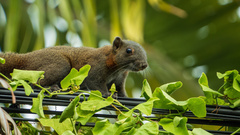 Callosciurus caniceps