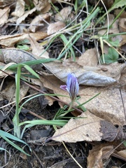 Crocus biflorus