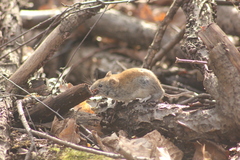 Clethrionomys glareolus