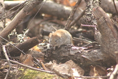 Clethrionomys glareolus