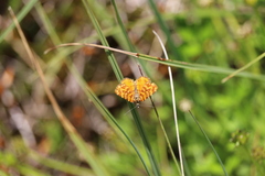 Chrysolarentia chrysocyma