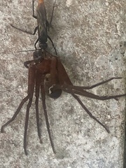 Tachypompilus analis