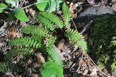 Blechnum mochaenum