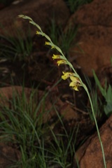 Gladiolus pardalinus