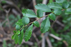 Azara serrata