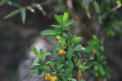Berberis montana