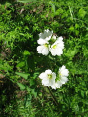 Cerastium maximum