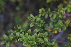 Maytenus chubutensis