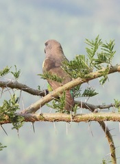 Poicephalus meyeri