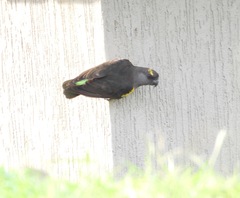 Poicephalus meyeri