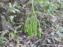 Phlegmariurus varius