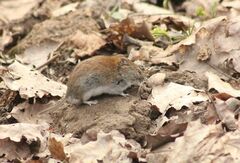 Clethrionomys glareolus