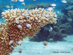 Dascyllus marginatus