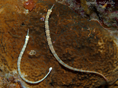 Corythoichthys schultzi