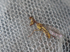 Spaminta minjerribae