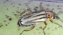 Chauliognathus scriptus