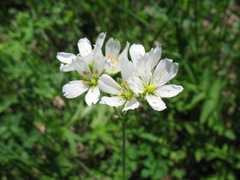 Cerastium maximum