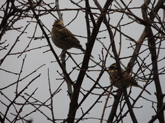 Emberiza elegans