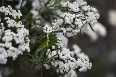 Ozothamnus thyrsoideus