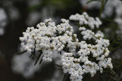 Ozothamnus thyrsoideus