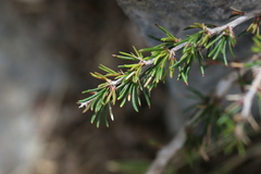 Berberis empetrifolia