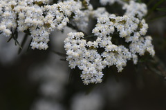 Ozothamnus thyrsoideus