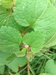 Lamium
