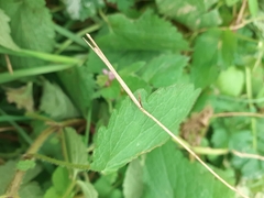 Lamium