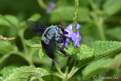 Xylocopa caerulea
